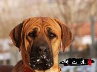 世界斗犬排名 比特犬是一種比較兇猛的狗橫勇無敵斗犬戰(zhàn)神