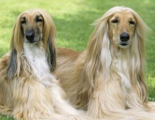 世界上最不忠誠的狗排名 薩摩耶犬是一種比較受歡迎的寵物狗