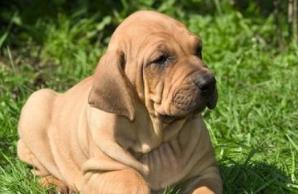 世界斗犬排名 比特犬是一種比較兇猛的狗橫勇無敵斗犬戰(zhàn)神