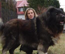 世界斗犬排名 比特犬是一種比較兇猛的狗橫勇無敵斗犬戰(zhàn)神