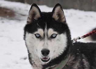 適合家養(yǎng)的大型犬排名 拉布拉多獵犬是個(gè)值得信賴(lài)的家庭犬