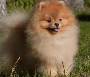 世界上最可愛的犬類排行榜 斗牛犬起源于19世紀(jì)
