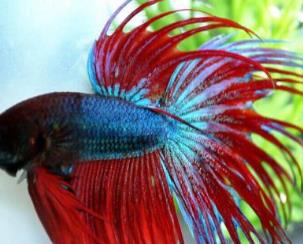 世界上最漂亮的魚(yú) 五彩博魚(yú)觀賞性極強(qiáng)