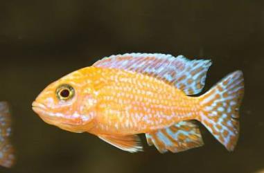 世界上最漂亮的魚(yú) 五彩博魚(yú)觀賞性極強(qiáng)