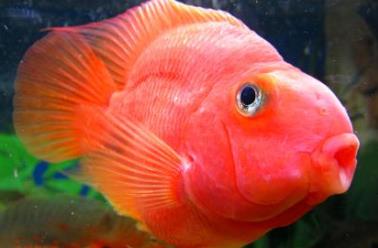 世界上最漂亮的魚(yú) 五彩博魚(yú)觀賞性極強(qiáng)