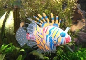 世界上最漂亮的魚(yú) 五彩博魚(yú)觀賞性極強(qiáng)