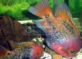 世界上最漂亮的魚(yú) 五彩博魚(yú)觀賞性極強(qiáng)