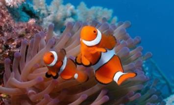 世界上最漂亮的魚(yú) 五彩博魚(yú)觀賞性極強(qiáng)