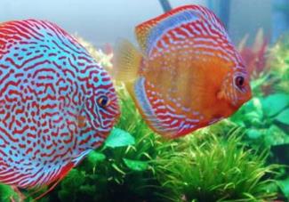 世界上最漂亮的魚(yú) 五彩博魚(yú)觀賞性極強(qiáng)