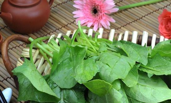 菠菜種植時(shí)間是什么時(shí)候?菠菜最佳種植時(shí)間