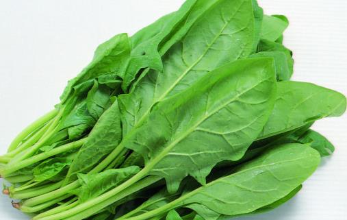 菠菜種植時(shí)間是什么時(shí)候?菠菜最佳種植時(shí)間