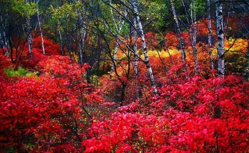 2018嵩山紅葉節(jié)什么時(shí)間 嵩山紅葉節(jié)時(shí)間