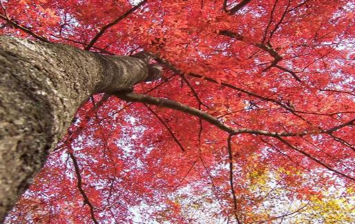 2018嵩山紅葉節(jié)什么時(shí)間 嵩山紅葉節(jié)時(shí)間