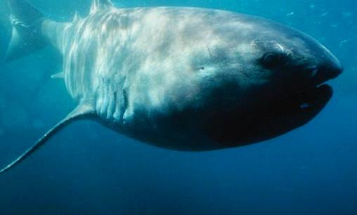 世界十大最可怕的鯊魚 雌性牛鯊能達(dá)230公斤重
