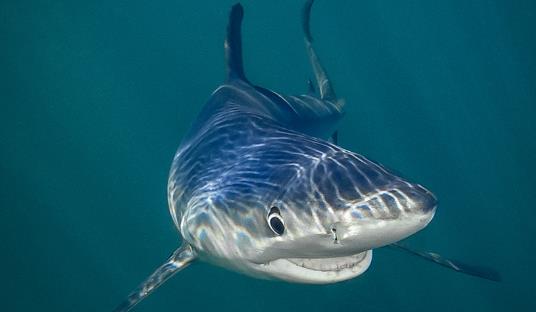 世界十大最可怕的鯊魚 雌性牛鯊能達(dá)230公斤重