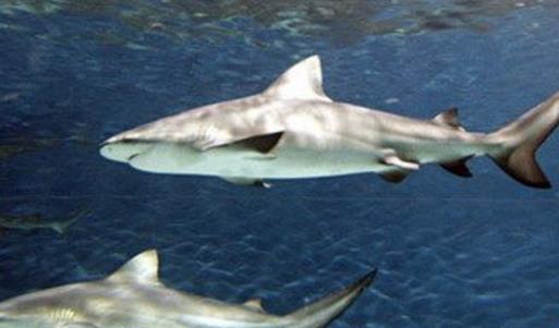 世界十大最可怕的鯊魚 雌性牛鯊能達(dá)230公斤重