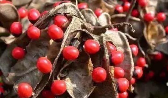 世界上五大最毒的植物排名 成人誤食20粒蓖麻子可導(dǎo)致死亡