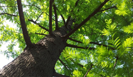 中國十大珍惜樹種排名 珙桐甚至已經(jīng)成為了植物界的“活化石”