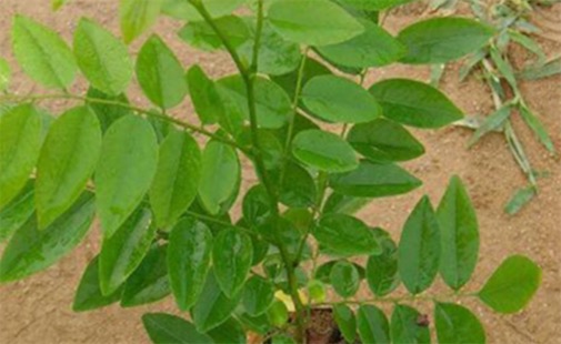 中國十大珍惜樹種排名 珙桐甚至已經(jīng)成為了植物界的“活化石”