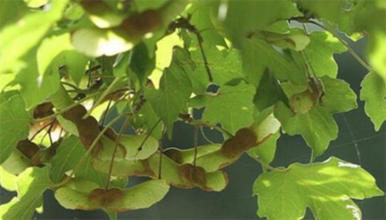 中國十大珍惜樹種排名 珙桐甚至已經(jīng)成為了植物界的“活化石”