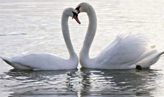 世界十大一夫一妻制的動物排名 母狼一定時(shí)間內(nèi)只會專心與一只公狼交配