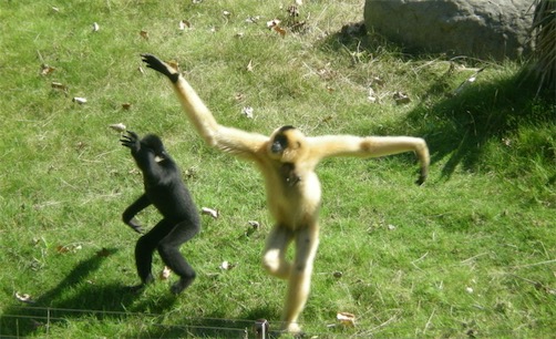 世界十大一夫一妻制的動物排名 母狼一定時(shí)間內(nèi)只會專心與一只公狼交配