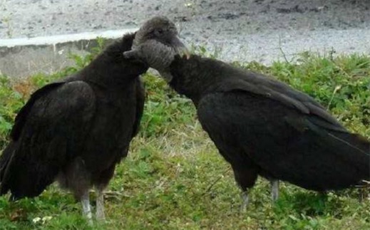 世界十大一夫一妻制的動物排名 母狼一定時(shí)間內(nèi)只會專心與一只公狼交配