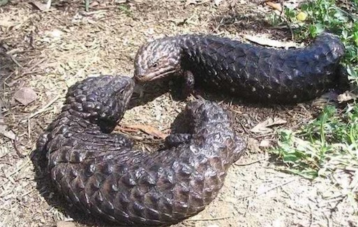 世界十大一夫一妻制的動物排名 母狼一定時(shí)間內(nèi)只會專心與一只公狼交配