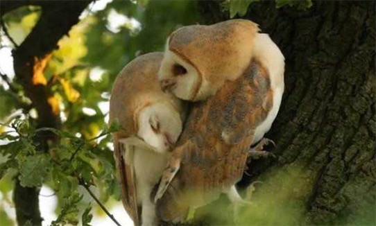 世界十大一夫一妻制的動物排名 母狼一定時(shí)間內(nèi)只會專心與一只公狼交配