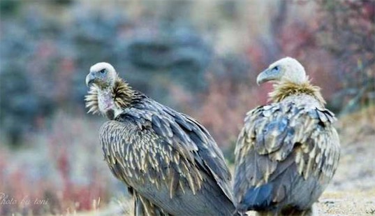 世界十大一夫一妻制的動物排名 母狼一定時(shí)間內(nèi)只會專心與一只公狼交配