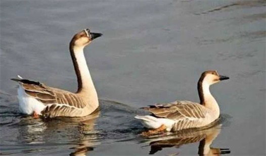 世界十大一夫一妻制的動物排名 母狼一定時(shí)間內(nèi)只會專心與一只公狼交配