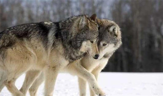 世界十大一夫一妻制的動物排名 母狼一定時(shí)間內(nèi)只會專心與一只公狼交配