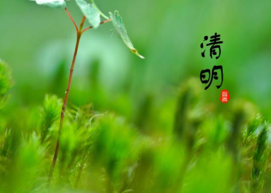 2022年清明節(jié)去青島冷不冷?青島清明節(jié)有櫻花嗎