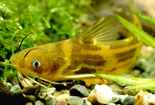 黃顙魚的營養(yǎng)價(jià)值與功效-黃顙魚的適用人群