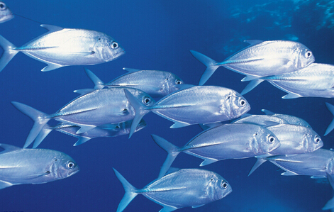 銀魚的營養(yǎng)與功效-銀魚的適宜人群