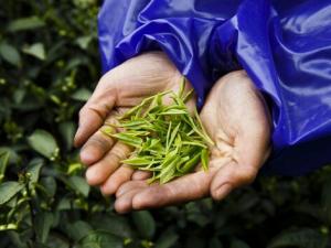 茶葉的種類-哪些茶葉屬于綠茶？