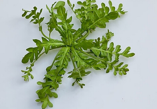 薺菜的做法-薺菜的營養(yǎng)價(jià)值