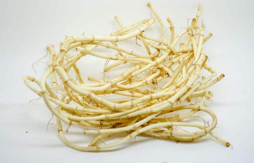 魚(yú)腥草.jpg
