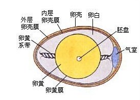 每100克雞蛋的營(yíng)養(yǎng)成分