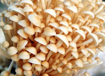 金針菇的營養(yǎng)價(jià)值