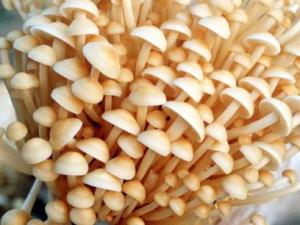 吃金針菇有什么好處？金針菇的營養(yǎng)價(jià)值