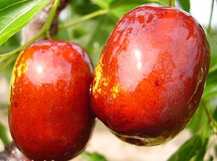 吃紅棗有什么好處?紅棗的營(yíng)養(yǎng)價(jià)值