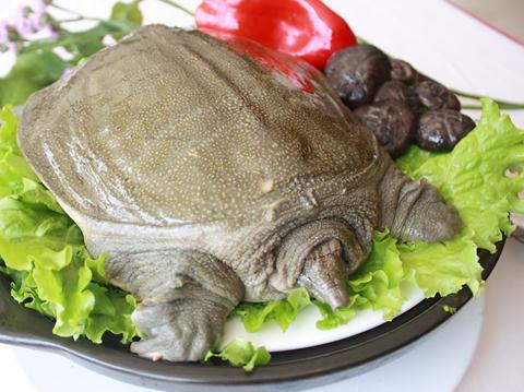 吃甲魚有什么好處?甲魚的營養(yǎng)價值