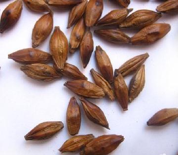 經(jīng)期可以喝大麥茶嗎?經(jīng)期能不能喝大麥茶