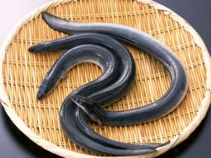 吃鰻魚有什么好處？鰻魚的營養(yǎng)價(jià)值