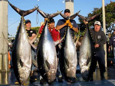 金槍魚(yú)的營(yíng)養(yǎng)價(jià)值-金槍魚(yú)的食用功效