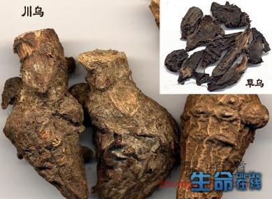 烏頭的功效與作用-烏頭的藥用價(jià)值