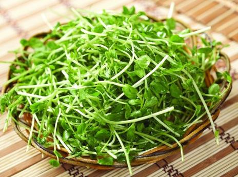 豆苗的功效與作用-豆苗的營養(yǎng)價值