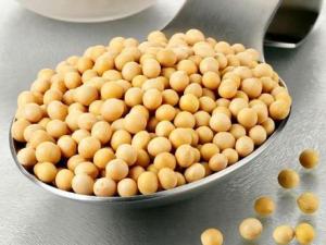 常吃黃豆有什么好處？黃豆的營(yíng)養(yǎng)價(jià)值、功效與作用