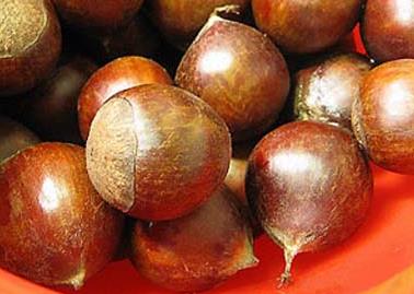錐栗的營養(yǎng)價(jià)值、功效與作用、食用禁忌
